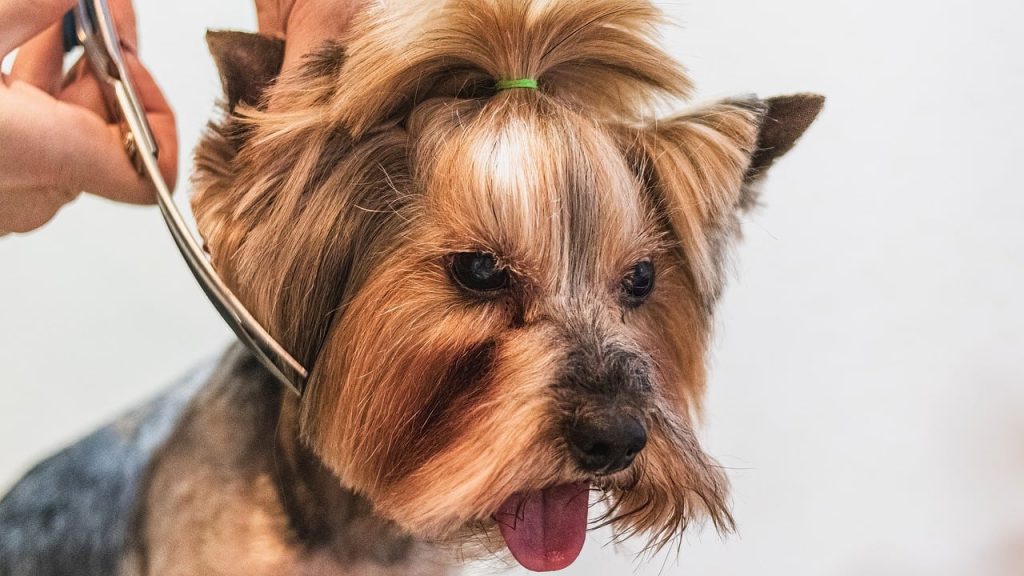 toilette de votre chien
